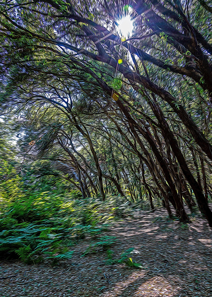 Pinewood