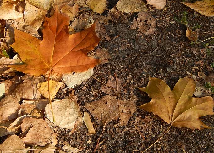 orange autumn