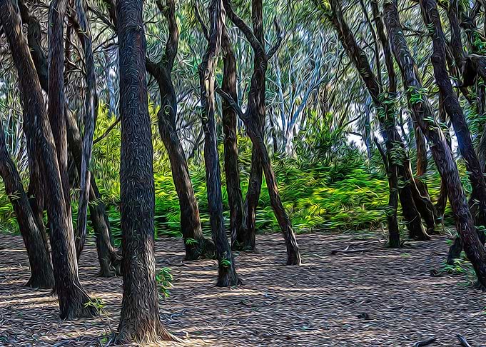 Pinewood