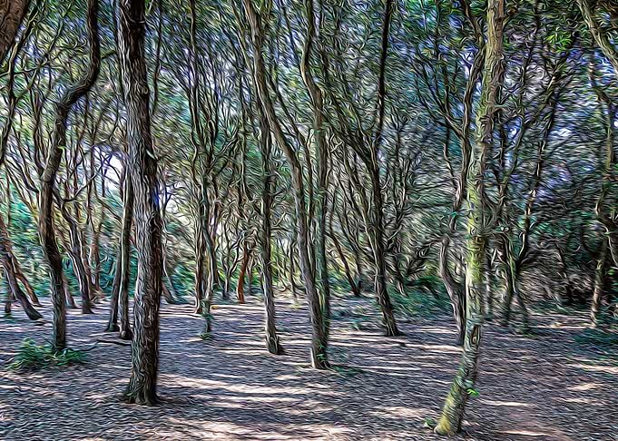 Pinewood