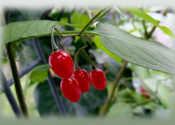 Autumn red spots