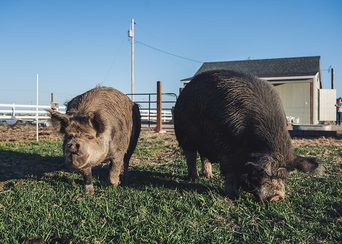 brown pig big