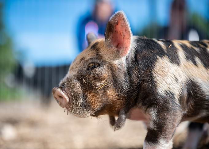 head pink pig