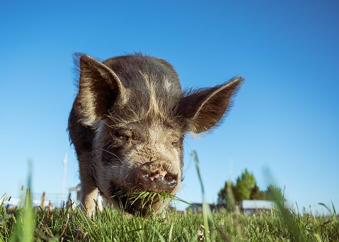eat flower pig