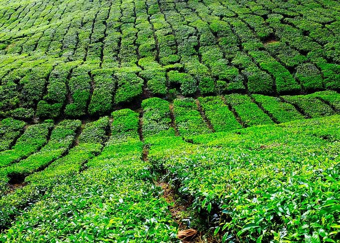 Tea plantations