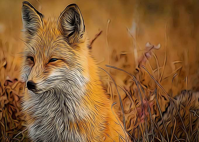 wild wolf
