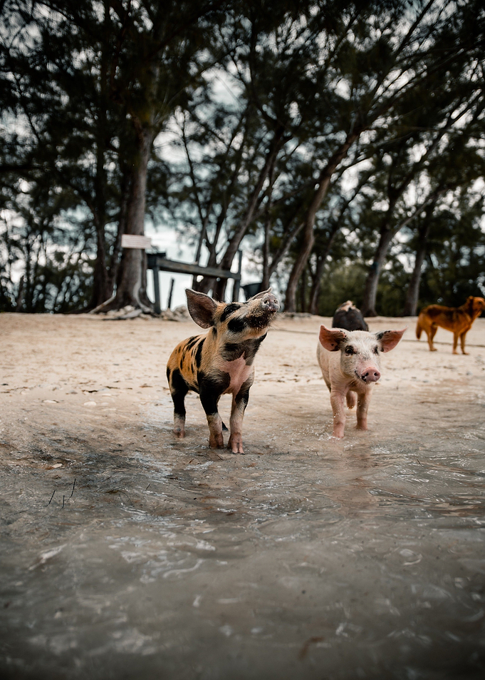 water pig black