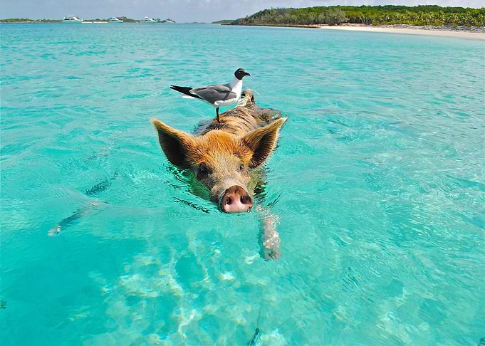 water bird pig