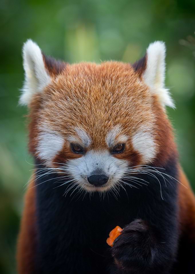 Red Panda