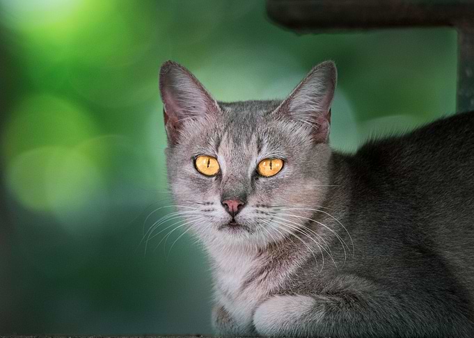 domestic cat