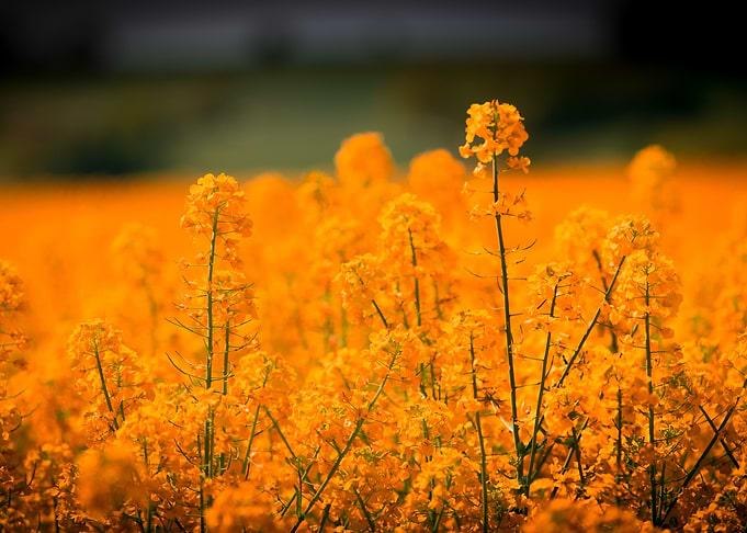 Orange Oilseed Rape Field