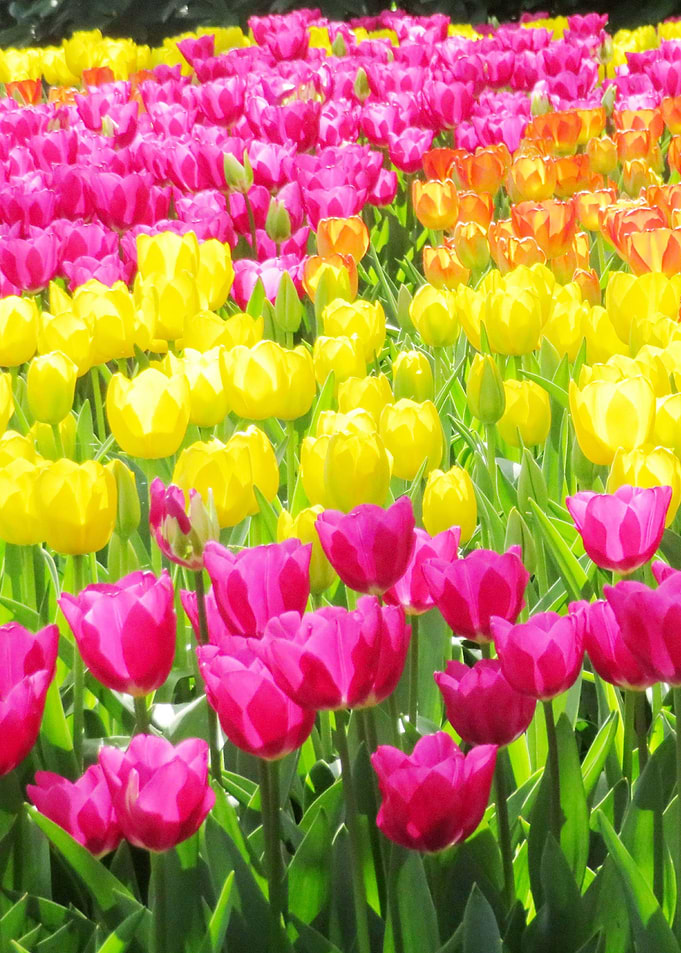 Colorful tulips field