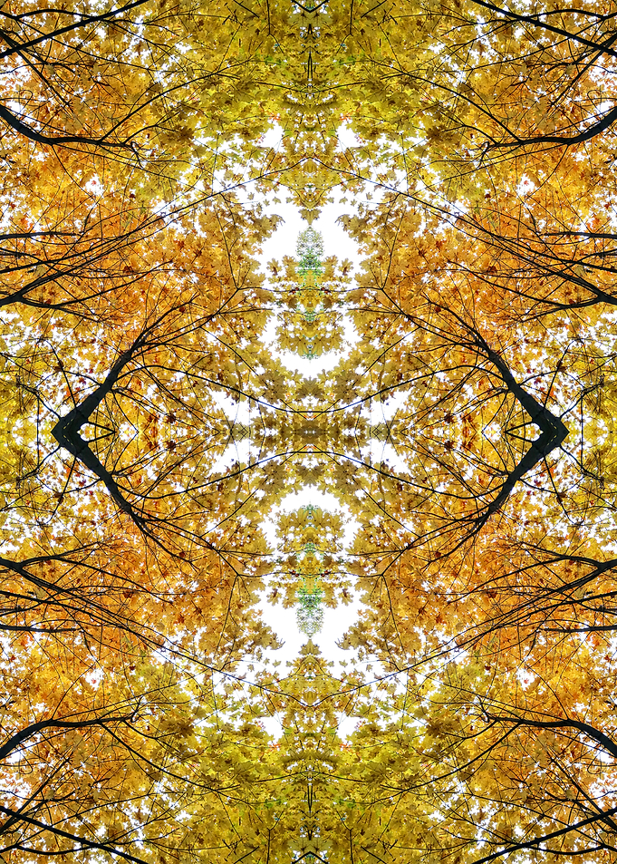 Autumn tree top abstract