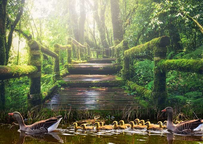 Park Goose Landscape