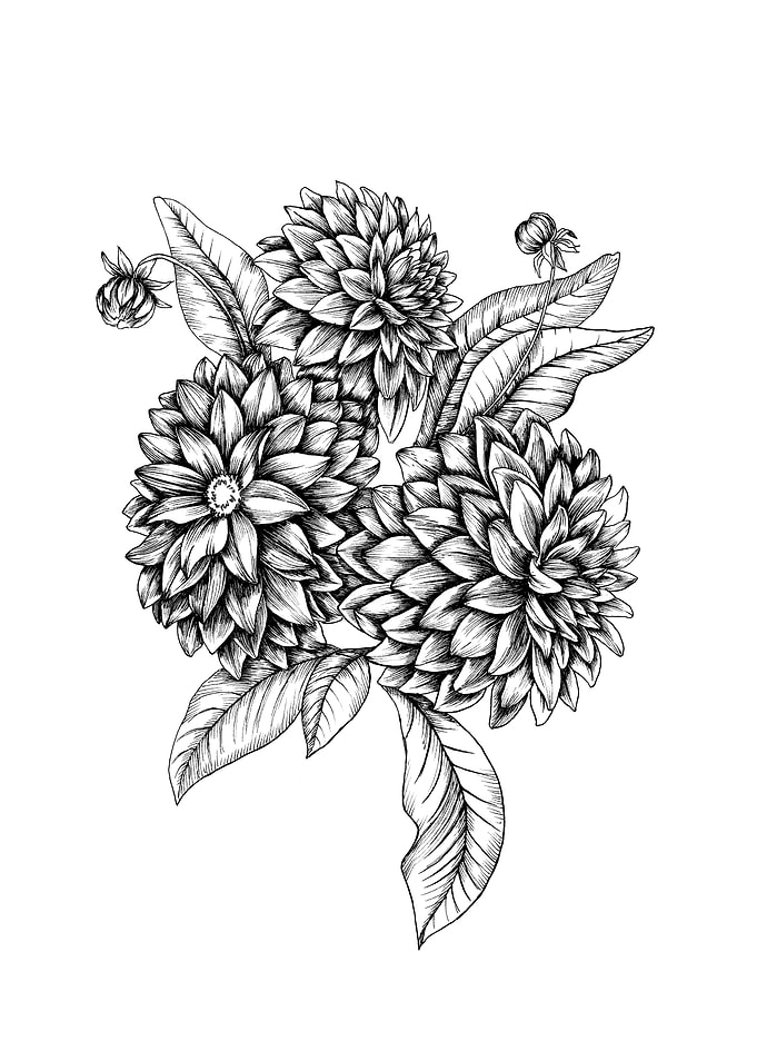 Dahlia arabian night