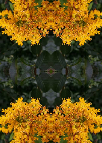 Abstract flower photograph