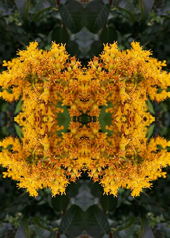 Abstract flower photograph