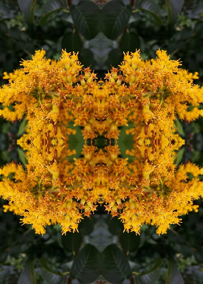 Abstract flower photograph