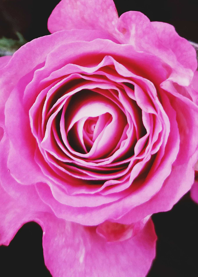 Closeup Pink Rose