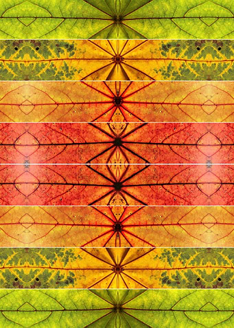 Autumn leaves collage