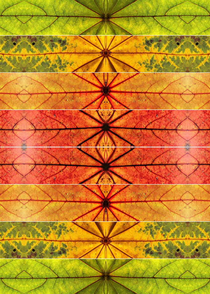 Autumn leaves collage