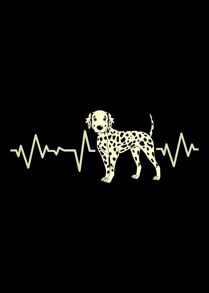 Dalmatian Heartbeat