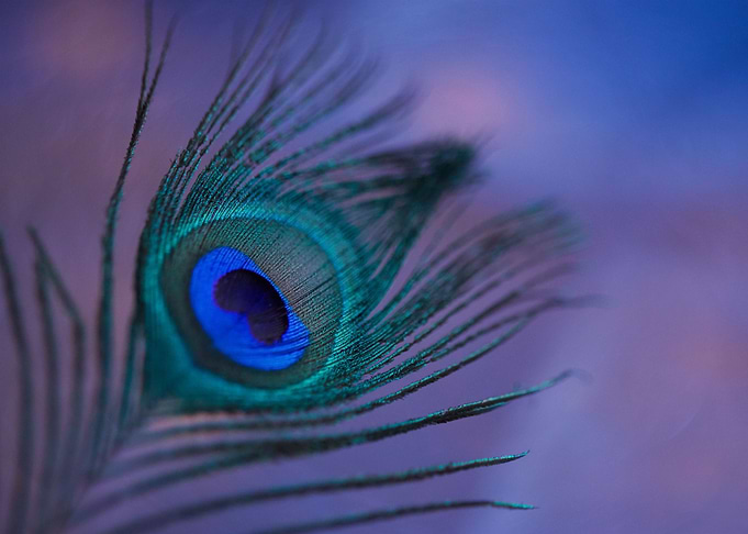peacock feather