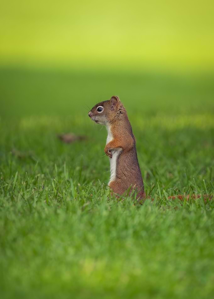 Young Squirrel