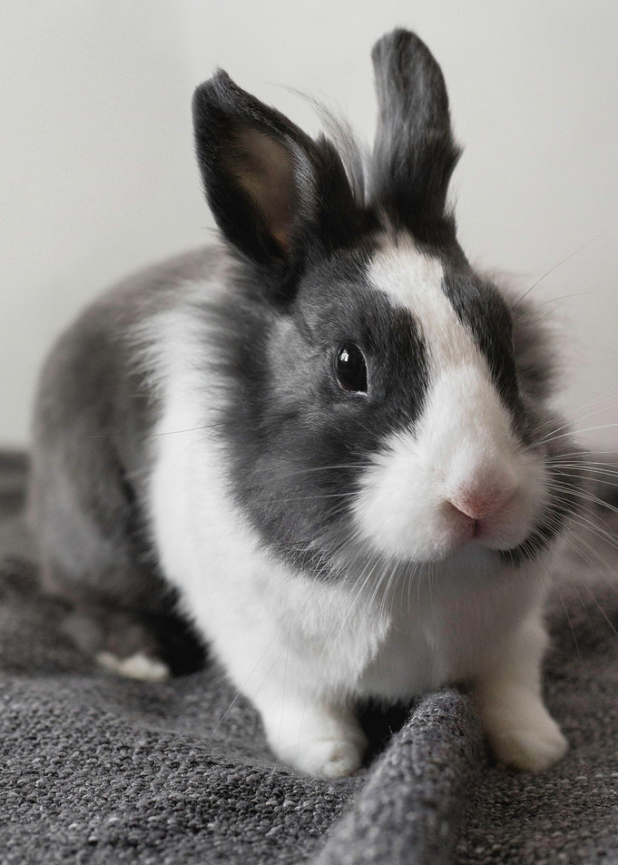 head rabbit white