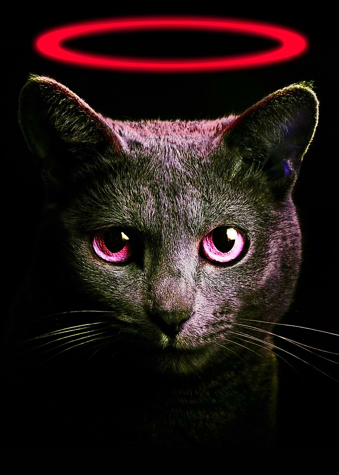 Black Cat Red Neon