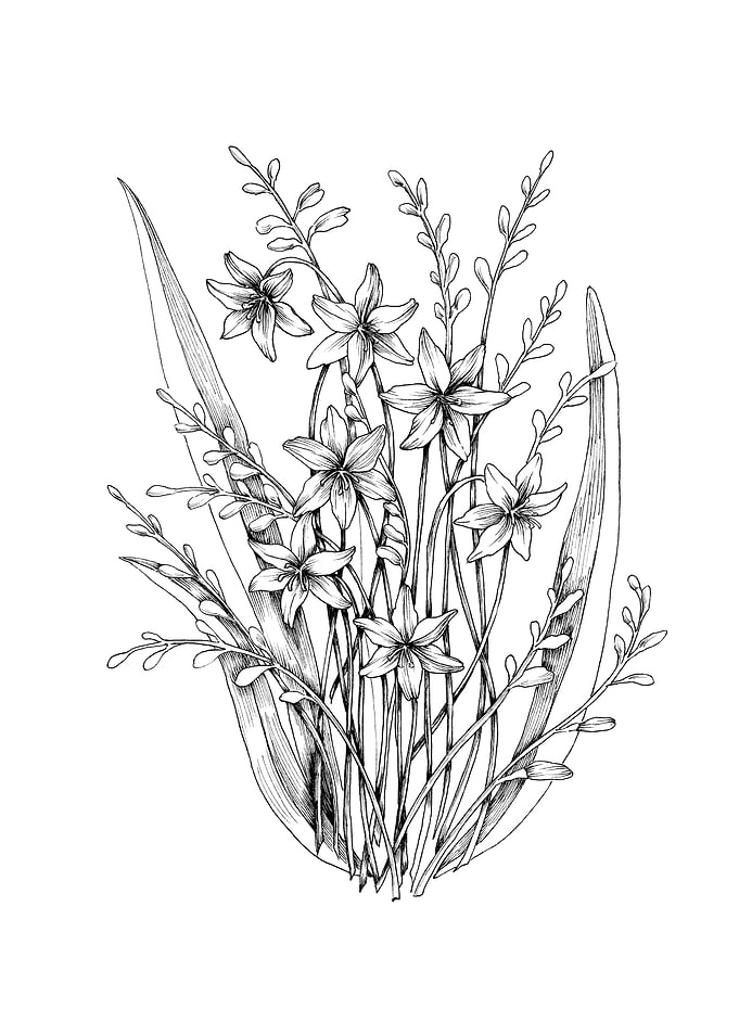 Crocosmia babylon