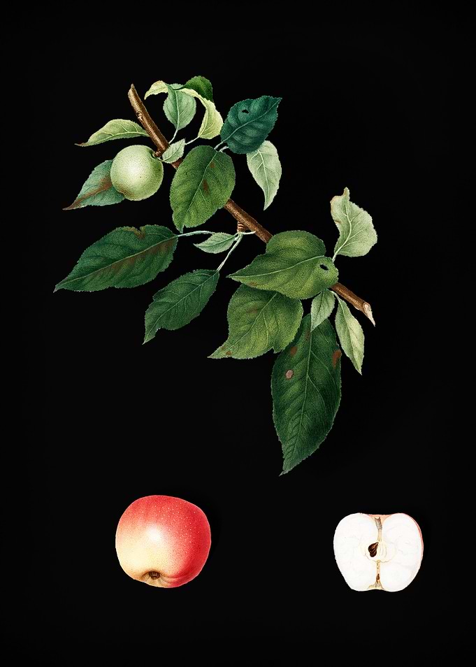 Vintage Apple Fruit Food
