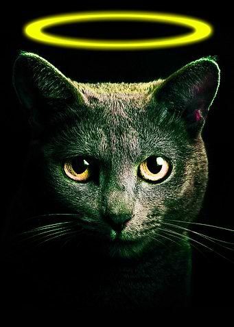 Black Cat yellow Neon