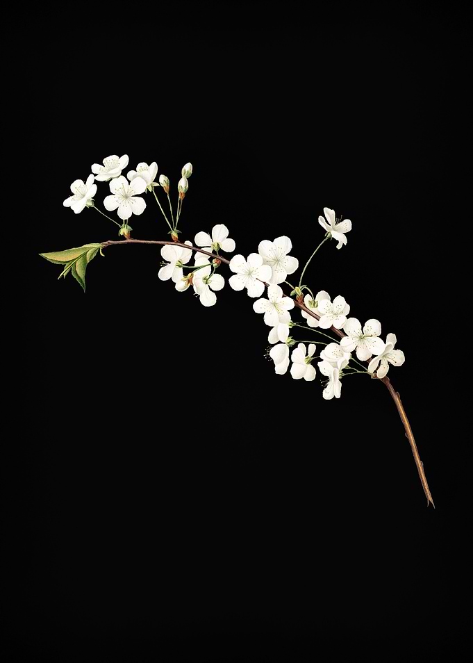 Vintage Amarena Cherry