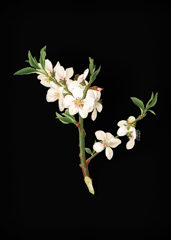 Vintage Almond Tree Flower