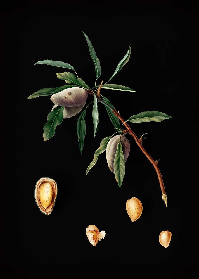 Vintage Almond Fruit Food
