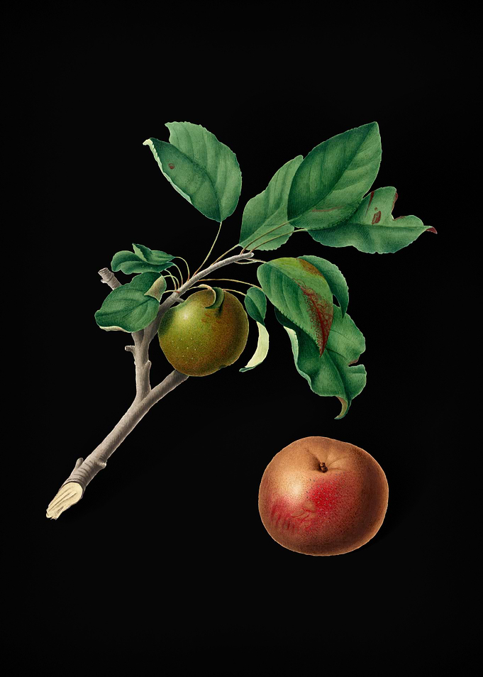 Vintage Apple Fruit Food