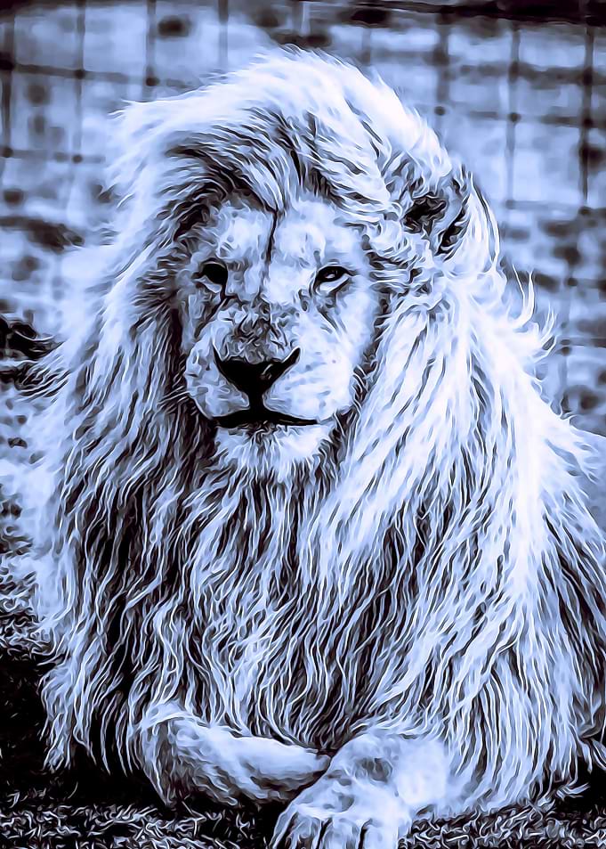 Animals 9