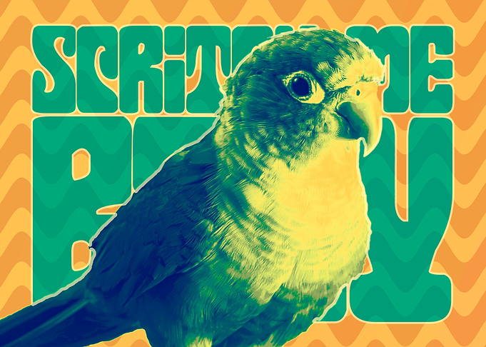 Scritch Me Baby Conure