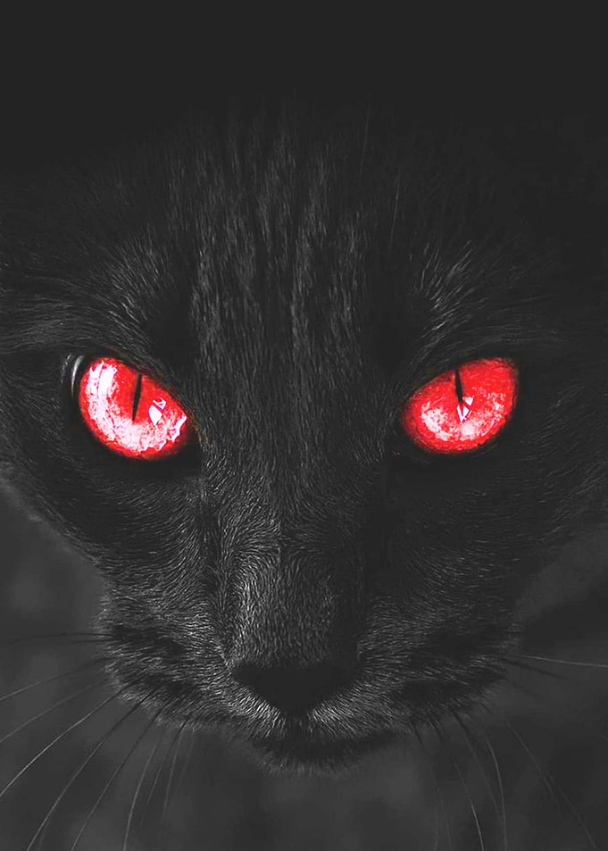 Black Cat Red Eyes