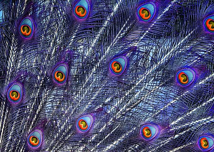 Purple Peacock Feathers