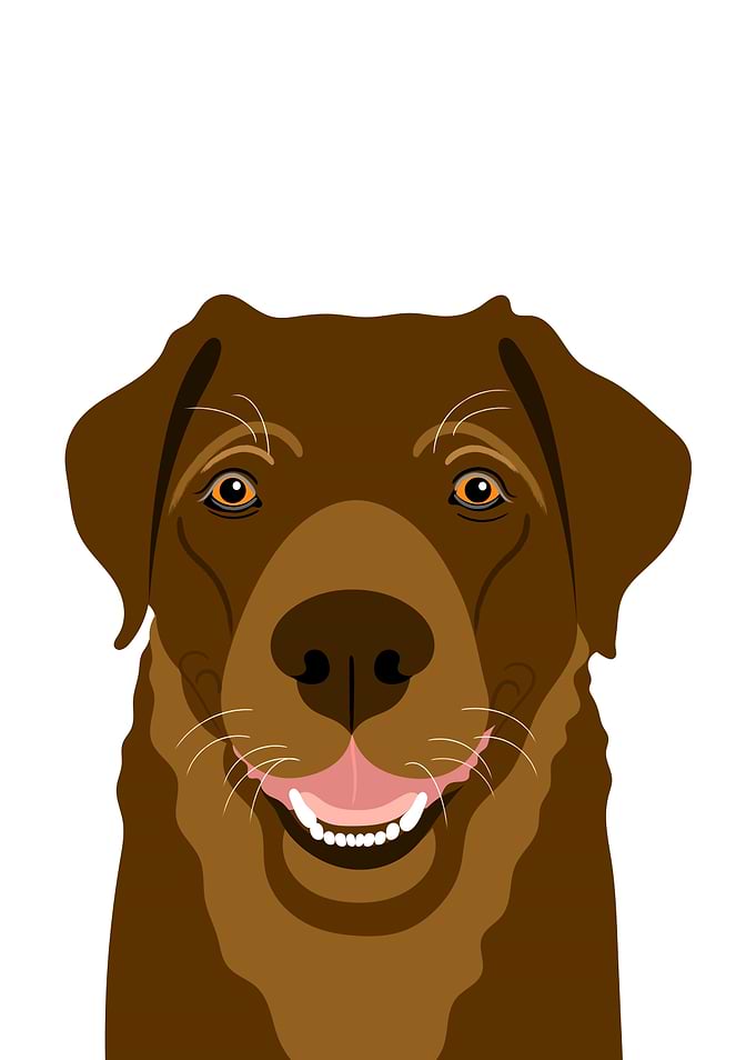 Chocolate Labrador Dog