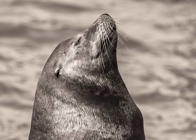 Male Sea Lion