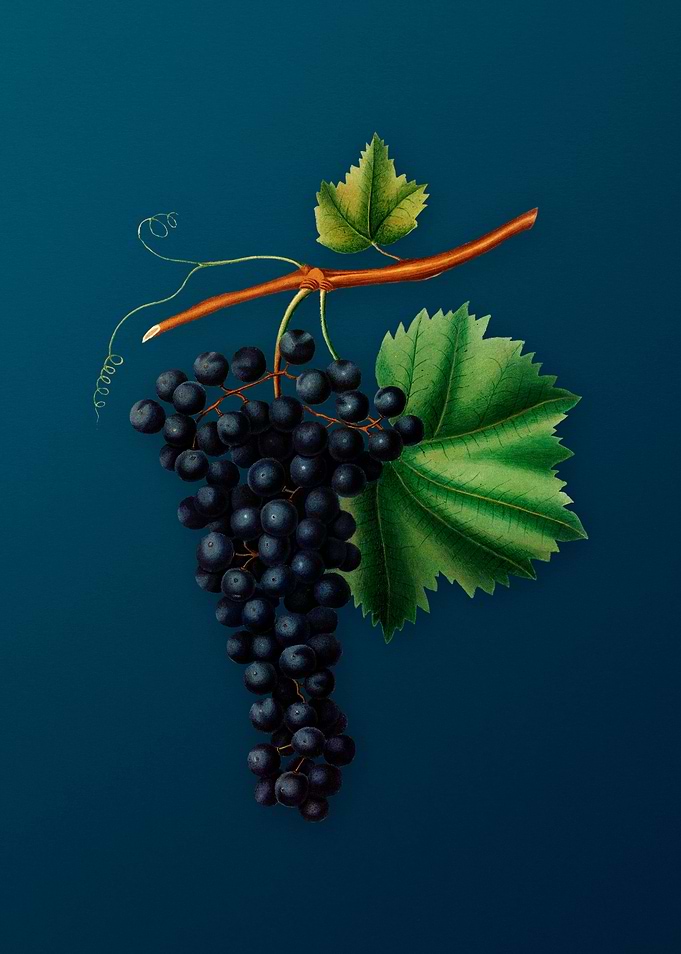 Vintage Berzemina Grape