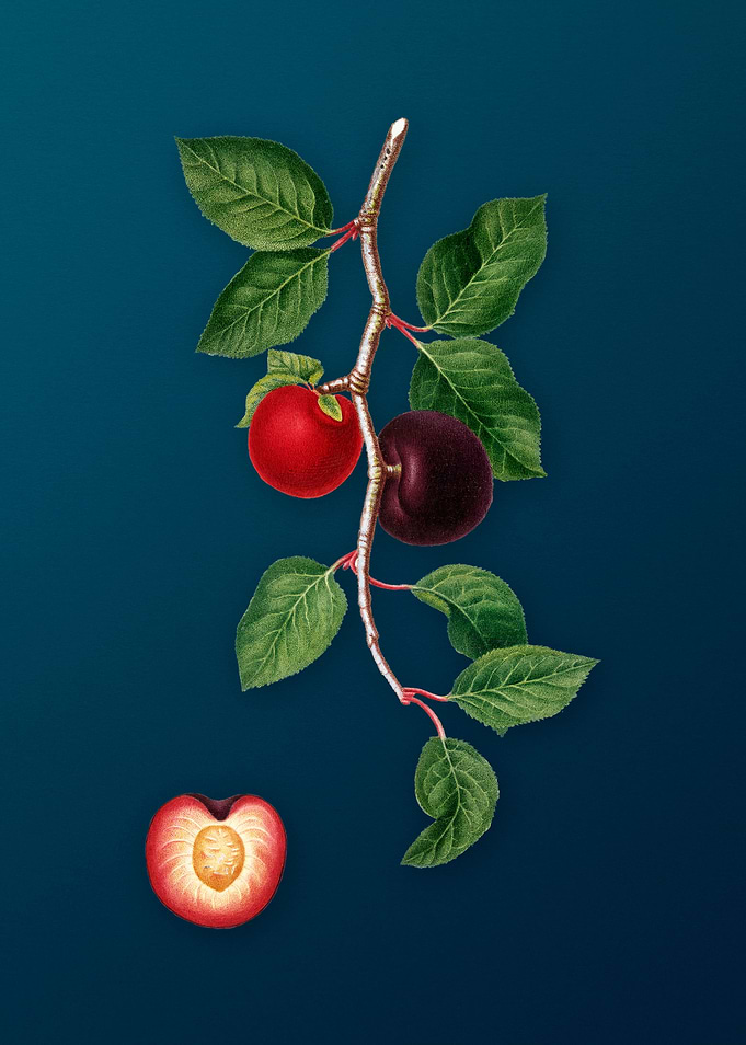 Vintage Apricot Fruit Food