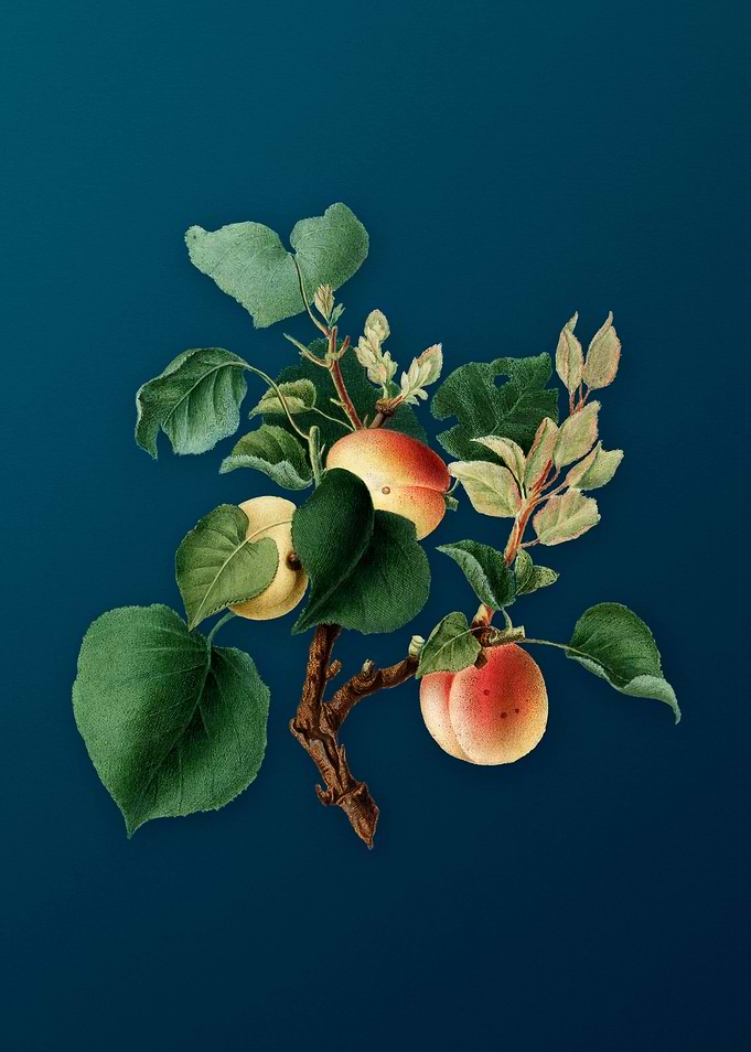 Vintage Apricot Fruit Food