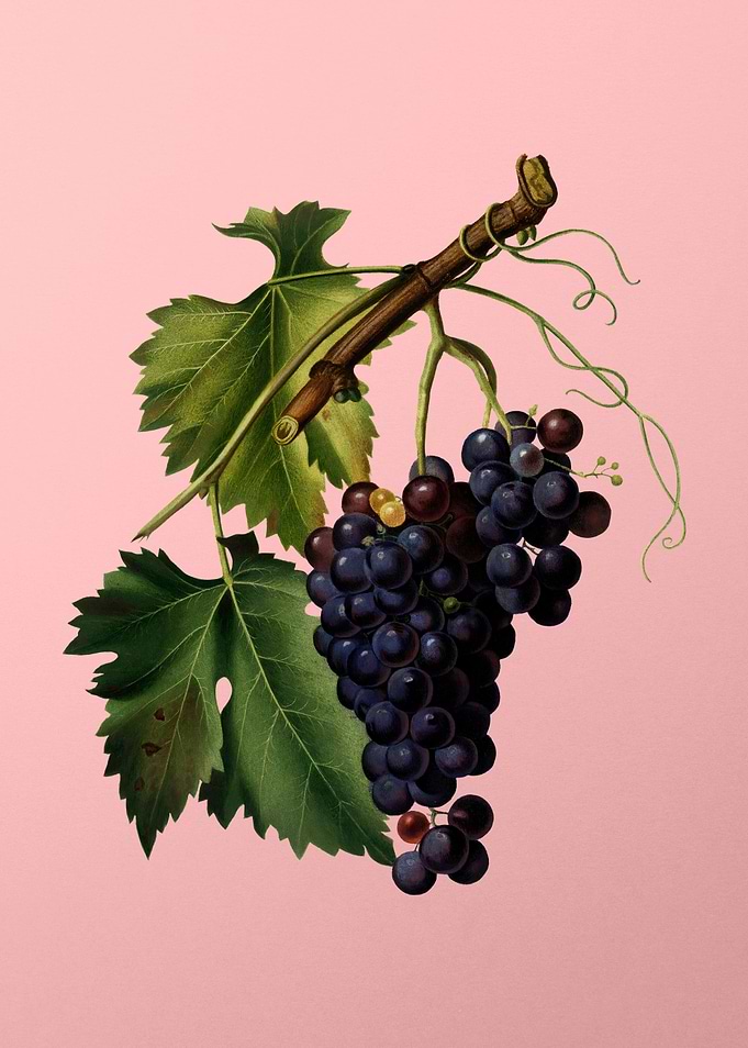 Vintage Black Grape Fruits