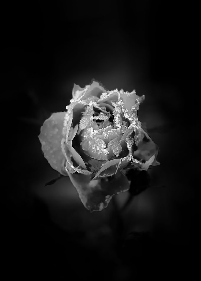 Frozen Rose Petals