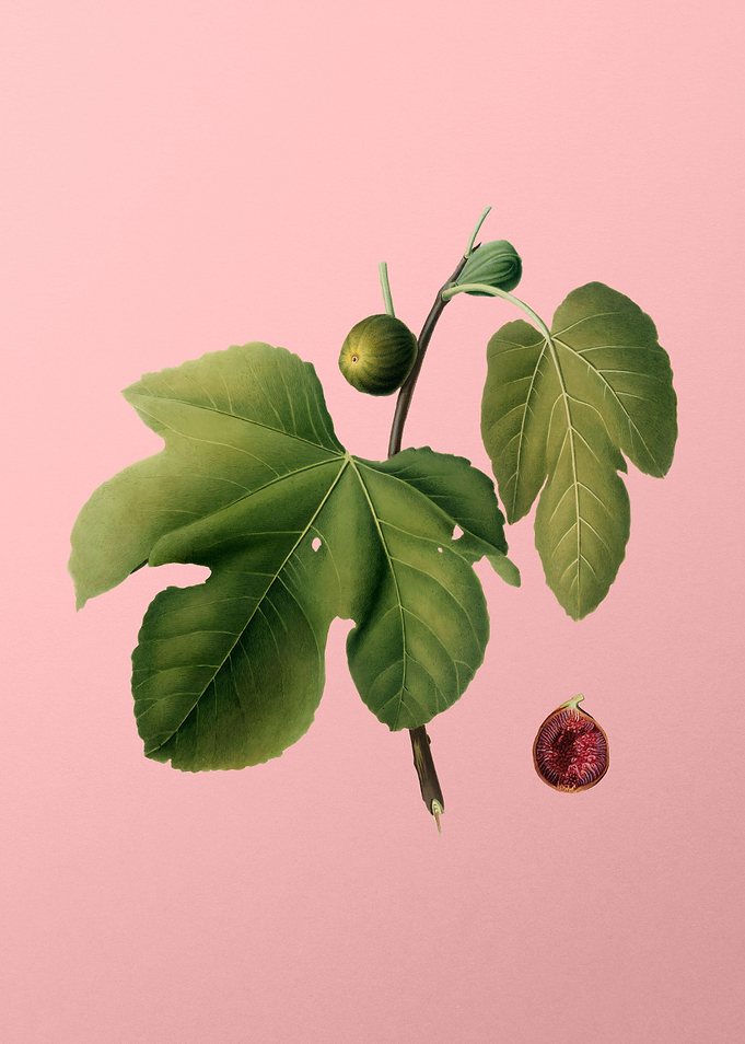 Vintage Briansole Figs Art