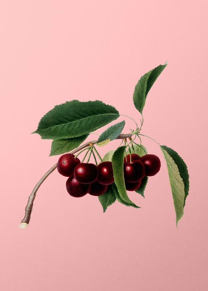 Vintage Cherry Fruits Food